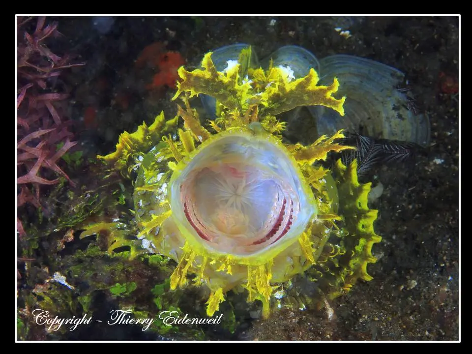 Anilao Macro Dive Media Highlight